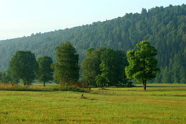 Lonely trees in the field to forest slope