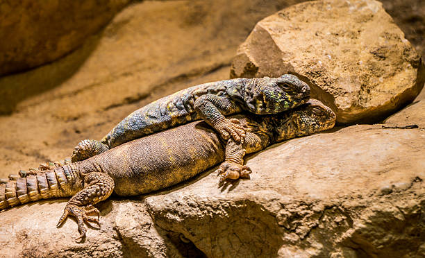 istock blue Spiny Lizard and one Gila Monster 597942328