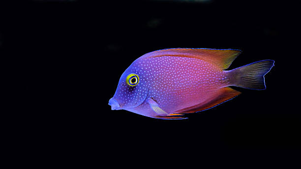 istock Isolated Kole yellow eye tang 597945032