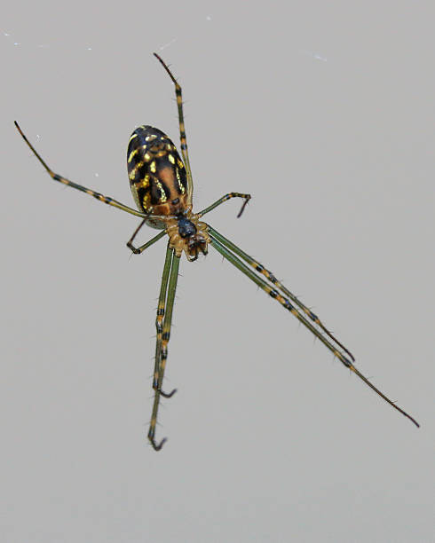 garden spider stock photo