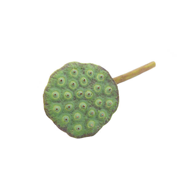 istock Lotus seed pods isolated on white 597945716