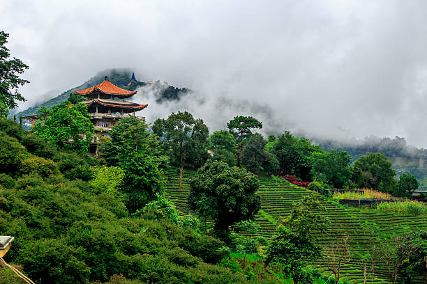 istock Tea plantations - Doi Mae Salong, Thailand 597945800