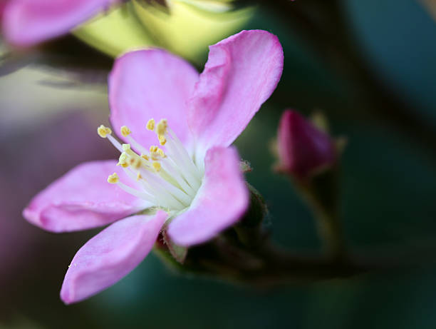 flower stock photo