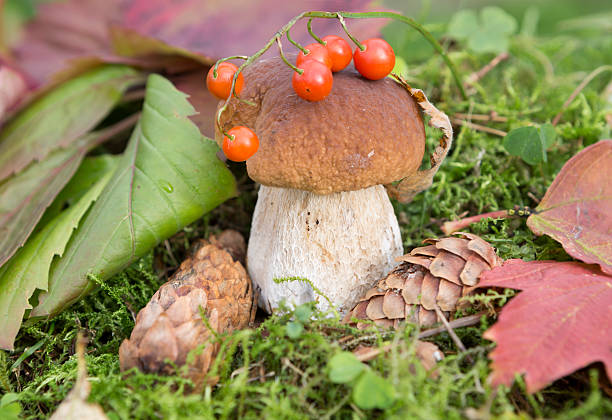 istock White mushroom among autumn leaves and berries 597947328