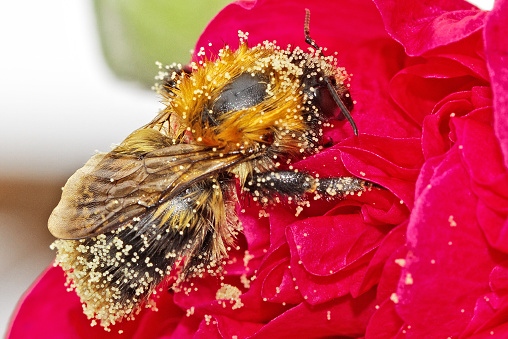 A pollen covered bee feeding on a red vibrant holyhock flower