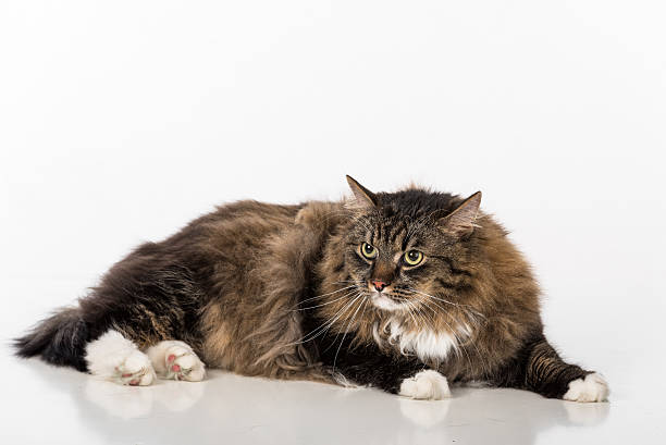 istock Angry Dark Cat Sitting on the white tabl 597950010
