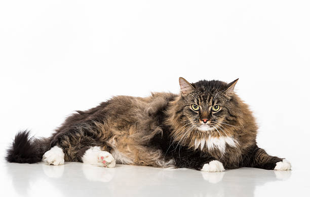 istock Angry Dark Cat Sitting on the white table. Portrait 597950406