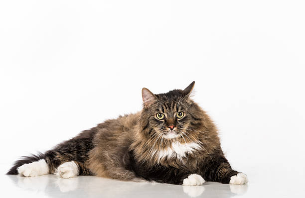 istock Dark Cat Lying on the white table. Portrait. White background. 597950700