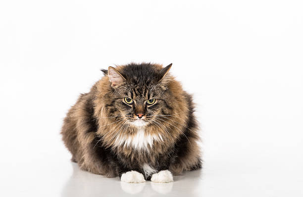 istock Curious and Angry Dark Cat Lying on the white table 597950820