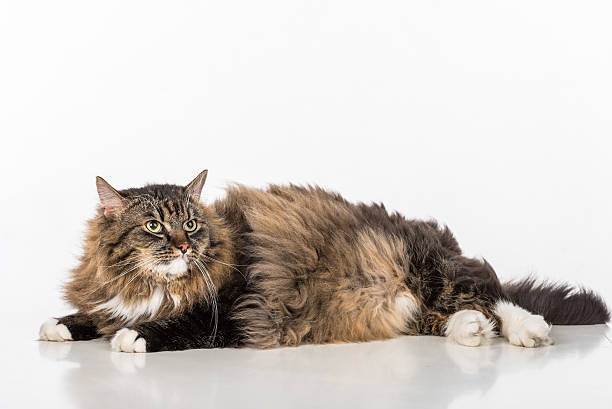 istock Cat Lying on the white table. Portrait. White background. 597951234