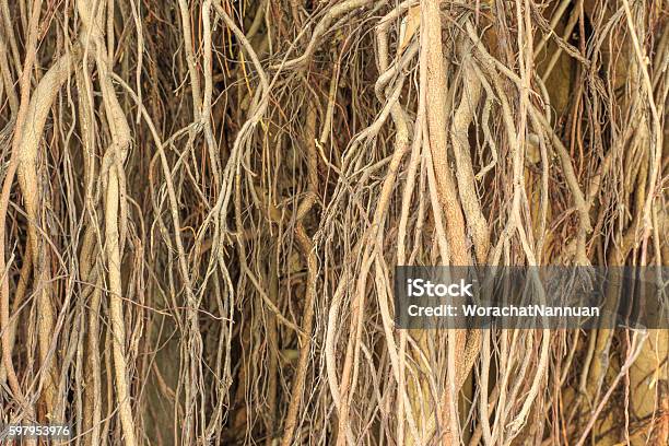 Horizontal Tree Roots Tree Root Is A Pattern Stock Photo - Download Image Now - Brown ...