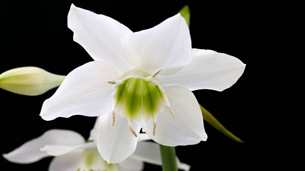 white flower stock photo