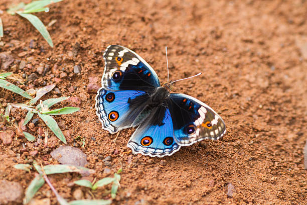 istock Blue pansy butterfly catch on ground 597955194