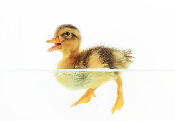 Little duck floating on water Duckling floating on water. On white background. duck wading animal foot duckling stock pictures, royalty-free photos & images