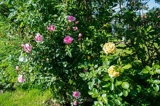 istock Roses in the garden 597955316