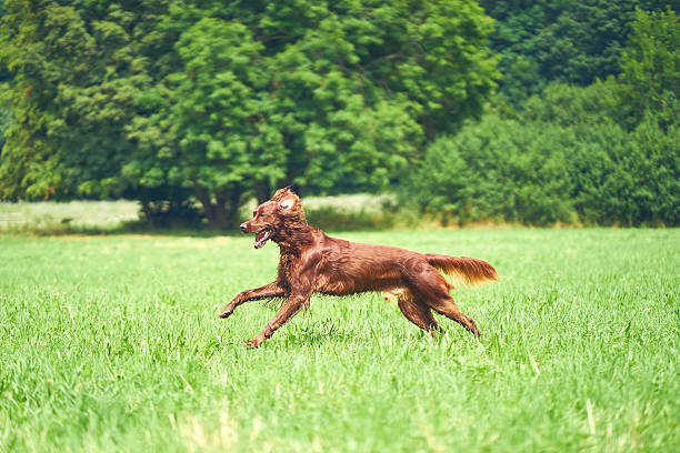istock Happy dog Irish setter running on the grass in summer 597955370