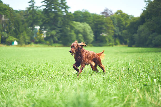 istock Happy dog Irish setter running on the grass in summer 597955494