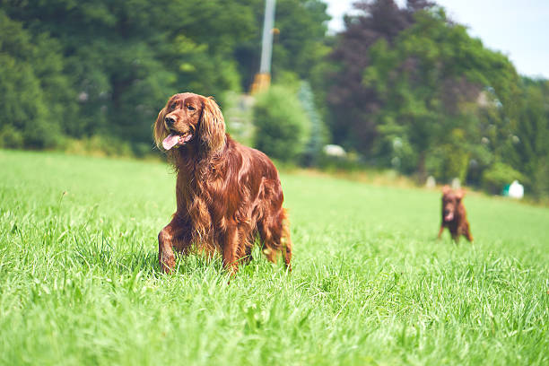 istock Two Red Irish setter dogs walking on the grass 597955550