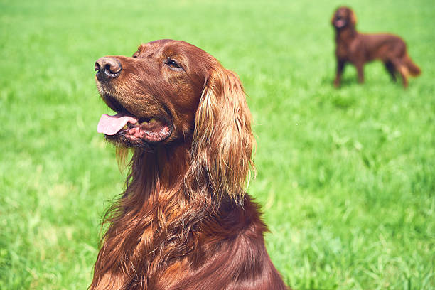 istock One Red irisch setter dog sitting on the meadow 597955608