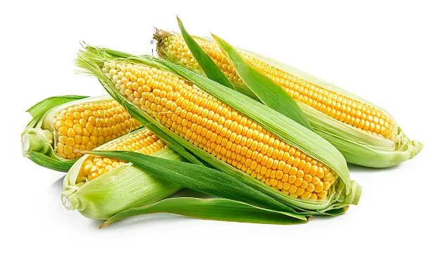 Fresh corn with green leaves still life vegetables. Isolated on white background