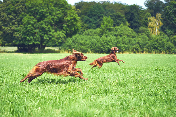 istock Two dogs Irish setter running on the grass in summer 597955674
