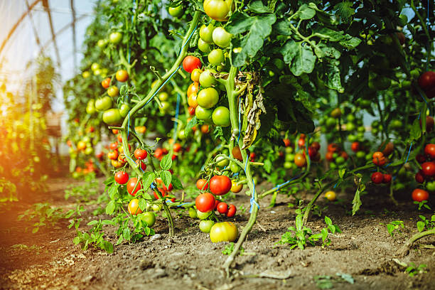 istock Natural tomato greenhouse 597956438