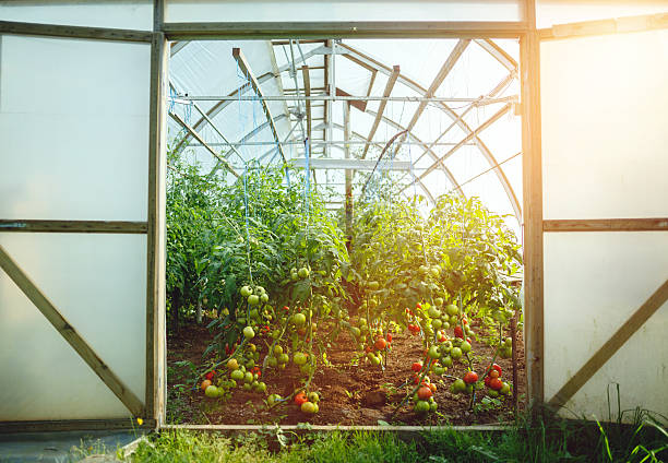 Natural tomato greenhouse