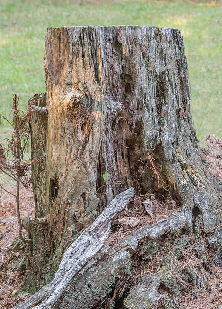 istock Close up of tree stump 597957446