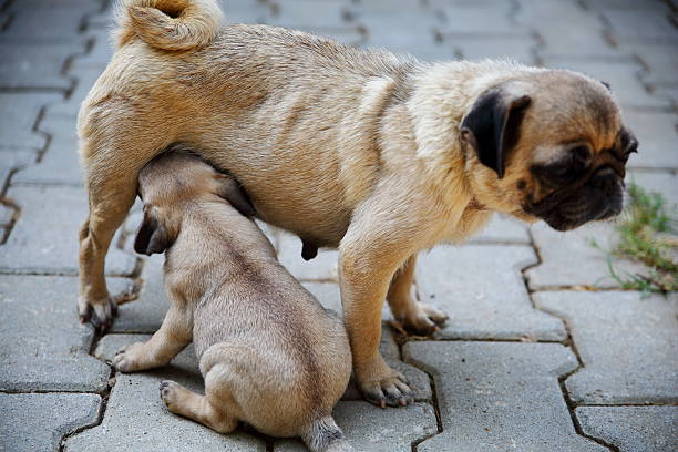 istock Cute Puppy suckling their mother 597958016