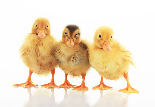Three ducklings at age of three days, looking at camera. Isolated on white background.