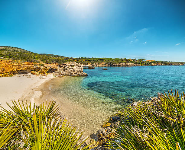 istock palms by the shore in a small cove 597960910