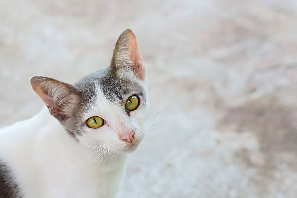 istock Closeup face of the cat. 597960942