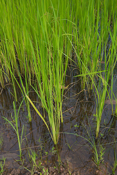 istock green rice sprout ready to growing in the rice field 597961112