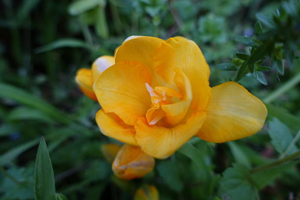 istock Golden Yellow Freesia in spring 597961926