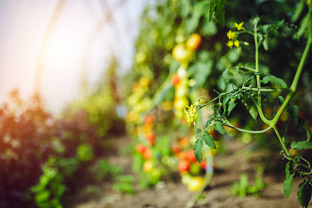 istock Natural tomato greenhouse 597962290