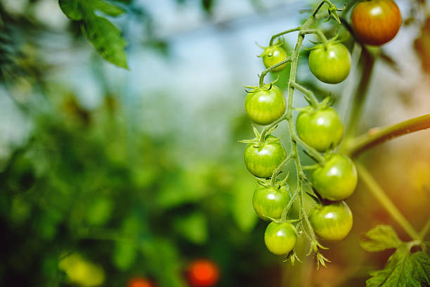 istock Natural tomato greenhouse 597962716