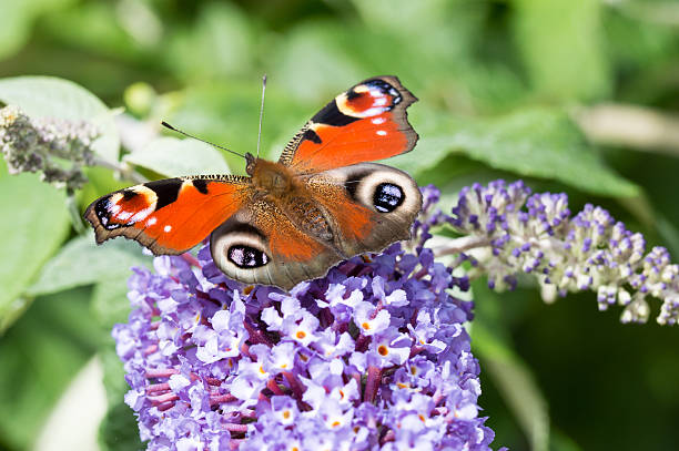 istock European Peacock butterfly on Buddleia flower 597963260