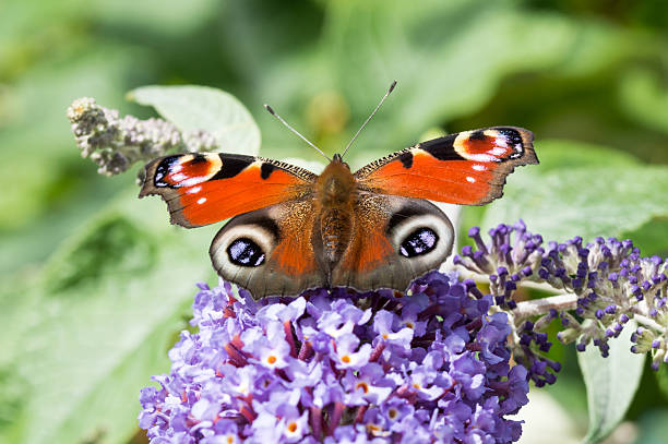 istock European Peacock butterfly on Buddleia flower 597963524