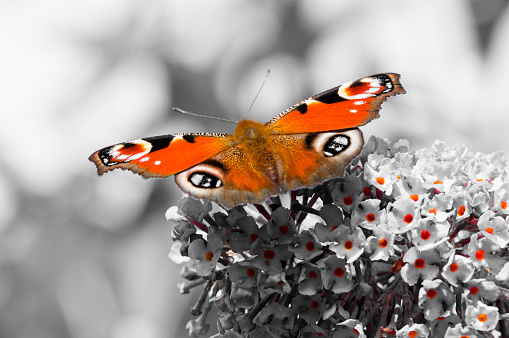 Color pop. European Peacock butterfly (Aglais io) feeding on Buddleia flower (also known as Butterfly bush, orange eye and summer lilac)