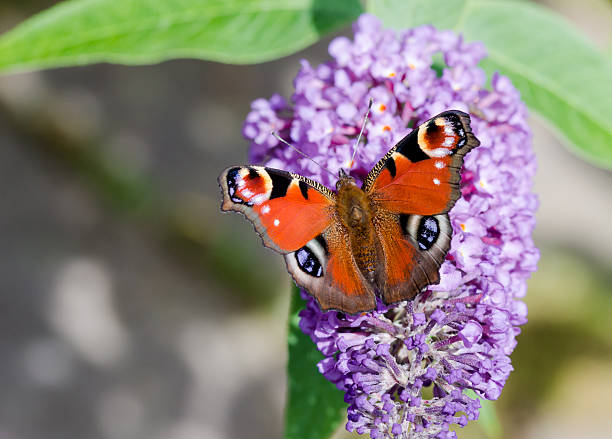 istock European Peacock butterfly on Buddleia flower 597963910