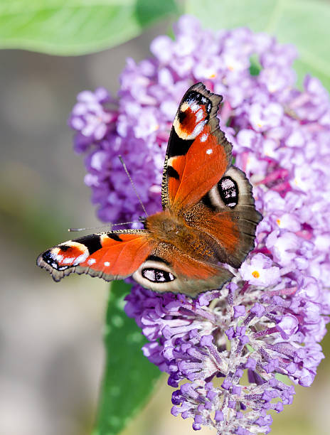 istock European Peacock butterfly on Buddleia flower 597964028