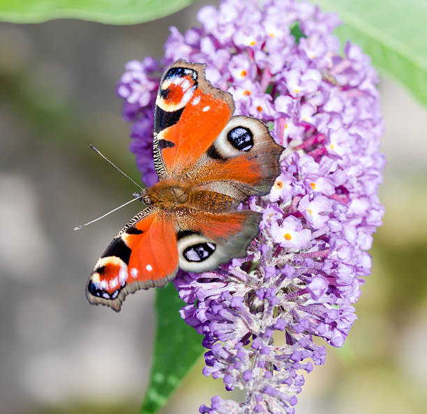 istock European Peacock butterfly on Buddleia flower 597964108