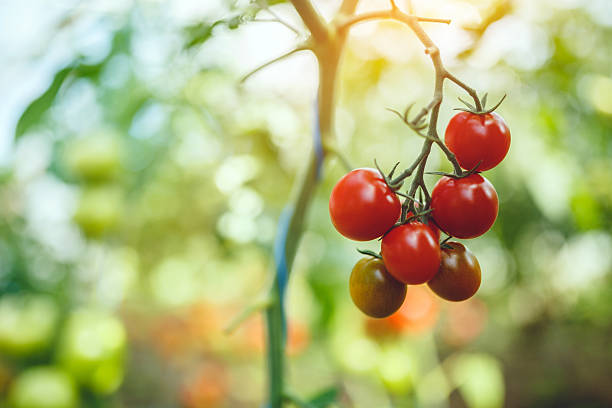 istock Natural tomato greenhouse 597964120