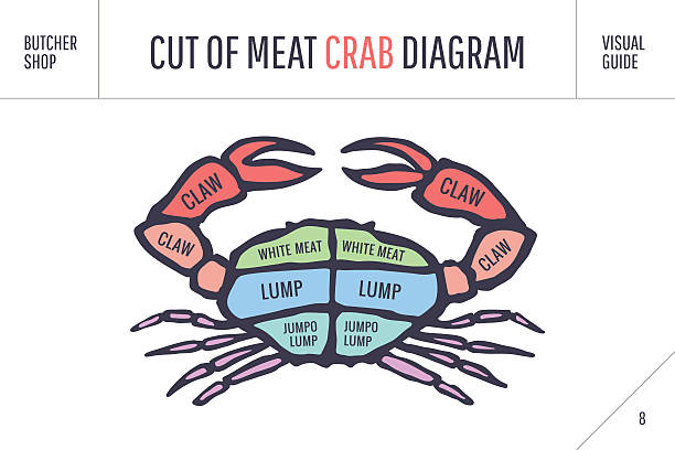 ilustrações, clipart, desenhos animados e ícones de corte de carne série. dossel e esquema diagrama de açougueiro - sea life centre