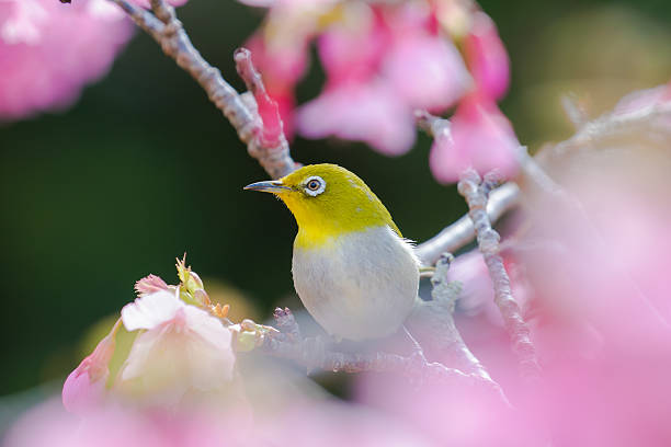 istock Cherry blossoms and Japanese white-eye 597966442
