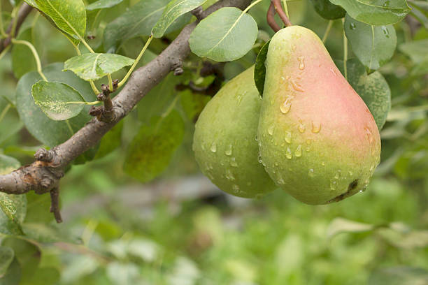 Green wet pears hanging on the tree branch