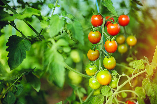 istock Natural tomato greenhouse 597967894