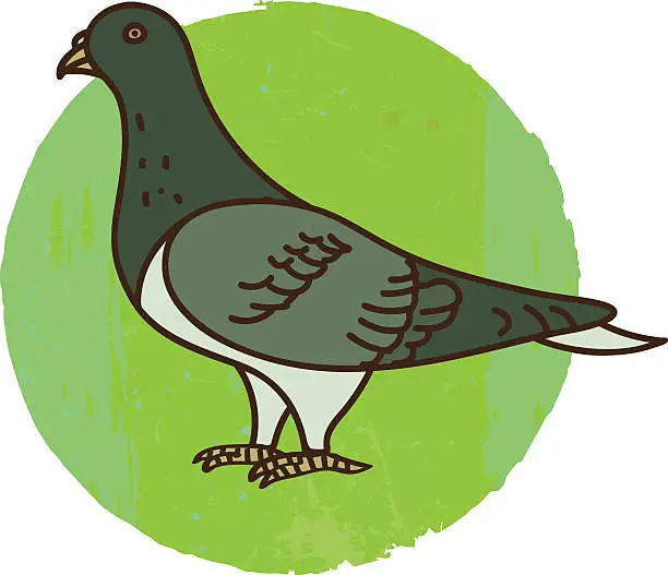 Vector illustration of Pigeon on Green Grass Illustration