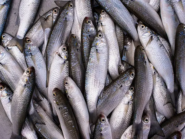 Fresh sea grey mullet fishs in the market, Thailand.