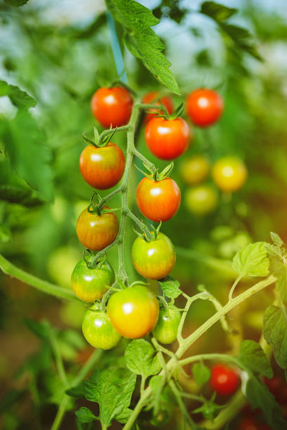 istock Natural tomato greenhouse 597968156